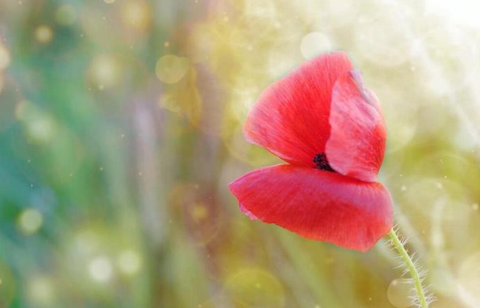 Glittering flowers: magical poppy flower photography