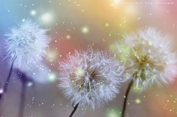 magical flowers photography: dandelion glitter & sparkles