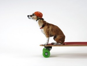 Chihuahua on a Skateboard