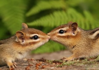 Kissing Baby Chipmunks Card